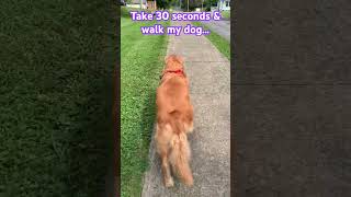 Take :30 sec outside, stroll with my golden dawg Cali. #selfcare #goldenretriever #walking #dog