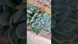 Succulents #shorts #viral #short #shortvideo