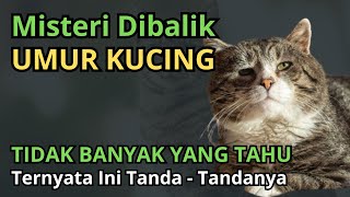 Inilah Misteri Dibalik Umur Kucing, Ternyata Seperti Ini Ciri-Cirinya...