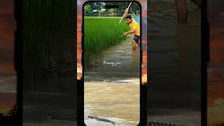 a young man who wants to catch a crocodile in the rice field #shorts #short