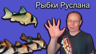 Рыбки Руслана г.Казань. Великое путешествие