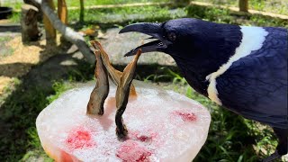 Crow Birthday Party! (She Drowns Her Cake)