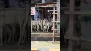 Makkah Goat Market 2022