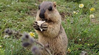 Adorable Himalayan Marmot Enjoying Delicious Bread!