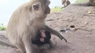 Mother Feed Her Baby Monkey 🐵