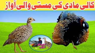 Kala Teetar Madi Ki Awaz | Balck Francolin Voice | Kala Teetar | Kali Madi Ki Awaz | Jungali Teetar