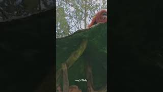 Orangutan #orangutan #shortvideo