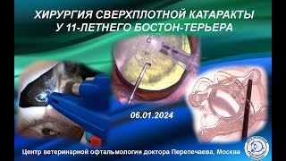 Хирургия сверхплотной катаракты у 11-летнего Бостон-терьера  / Cataract surgery in Boston Terrier