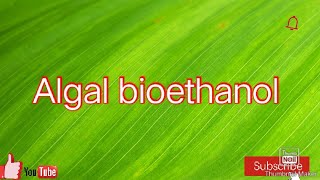 Algal bioethanol in Hindi/M.sc botany