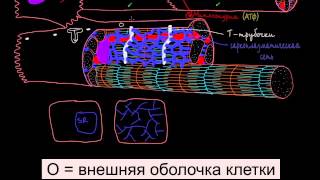 Как устроены клетки сердца