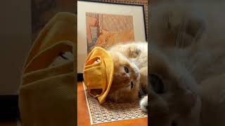 #christmas #music #alphabet #cover #cat #musiccat #catvideos #catlover #cutespets