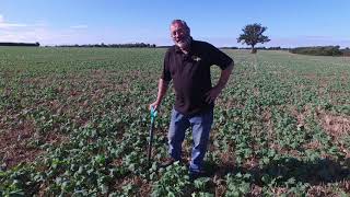 Jeff's Journal Oilseed Rape Update September 2021