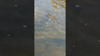 Beautiful Nature 😍 1: Fishes at Credit River: September 20