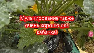 Кабачки в открытом грунте