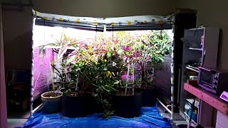 DIY Greenhouse Grow Room cheap and simple