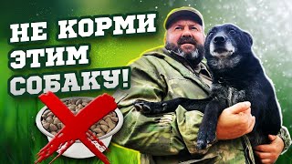 Чем нужно кормить собаку? ПОЧЕМУ ВЫ КОРМИТЕ СОБАКУ НЕПРАВИЛЬНО? СОВЕТЫ КИНОЛОГА по ПИТАНИЮ собаки.