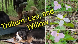 Willow Walks in Blooming Trillium (and meets Leo the Thru Hiking Dog) on the Appalachian Trail