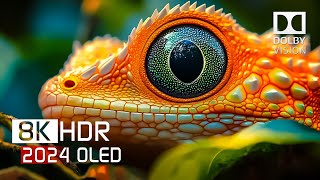 8K HDR 120fps Dolby Vision with Calming Music (Colorfully Dynamic)