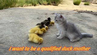 Kitten: 👍I will do my best to raise these ducklings!Train the ducklings to swim.Go treasure hunting