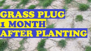 GRASS PLUG (1 month after planting )