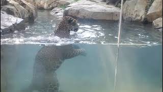 Inka Enjoys a Swim