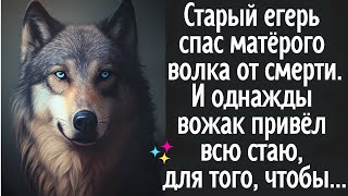 Старый егерь спас матёрого волка от смерти. И однажды вожак привёл всю стаю, чтобы...