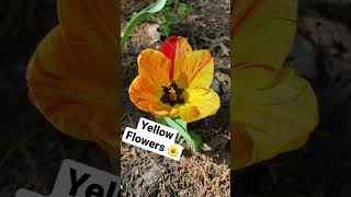 Yellow SPRING Flowers 🌼 #shorts #ytshorts #yellow #spring #flowers #gardening