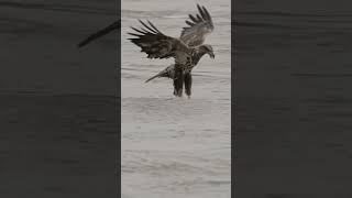 WHITE TAILED EAGLE  #shorts #wildlife #world