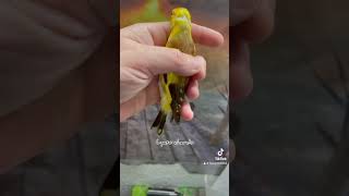 Chardonnerets goldfinches jilgueros cardellino stieglitz pintassilgos الحسون المقنين بومزين