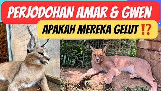 Perjodohan Amar & Gwen‼️ Apakah Mereka GELUT⁉️ #kucingsultan #caracal