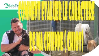 COMMENT EVALUER LE CARACTERE DE MA CHIENNE ( chiot) DOGUE ARGENTIN