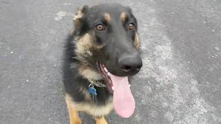 Yohan, 8 Month Old German Shepherd, Barks and New Dogs and People, Separation Anxiety