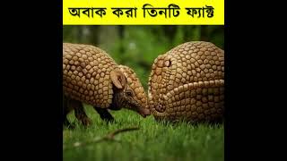 অবাক করা তিনটি ফ্যাক্ট I Top 3 Amazing facts Bangla