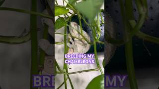 Breeding my chameleons