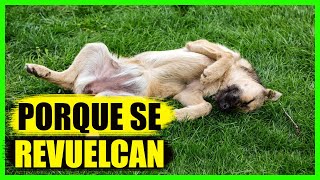 Por qué los perros se revuelcan