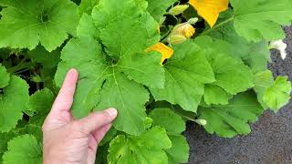 How to tell the difference between  Hard Shell Gourd and Ornamental Gourd Plants