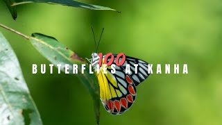 100 तितलियां का विडिओ | Kanha tiger reserve #shortsvideo #video