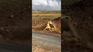 Lioness attacks the Lion #shorts #funny