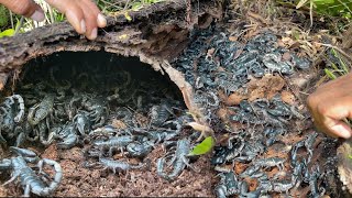 Wow So Great! 1Kg= 300$ Wild Scorpions- found of Thousand of black scorpions a pare day at here