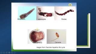 LIFE CYCLE OF F.  HEPETICA PART 02