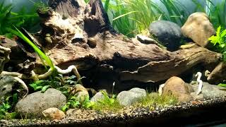 natural aquascape - low tech aquascape - no CO2 aquascape