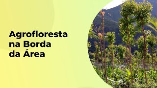 PORQUE FAZER O PLANTIO DE AGROFLORESTA NA BORDA DA ÁREA?