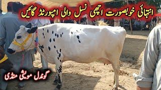 Top Quality Imported Milking Cows Prices On Gondal Maweshi Mandi || My Life Channel