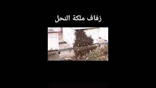 زفاف ملكة النحل فديو نادر 🐝🍯لاتنسو الاشتراك بالقناة 🥰