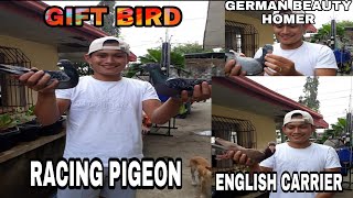 English carrier + German beauty homer + racing pigeon gift ko sa isang subscriber