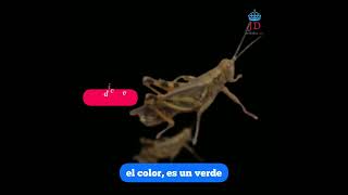 Grillo 🦗 color verde 💚 olivo. 😱#JordiDice🗣️ #naturaleza #amor #cuidado #casa #mexico