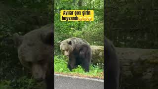 Meşə kənarındaki Ayının maraqlı görüntüsü #bear #ayıvideoları #ayı