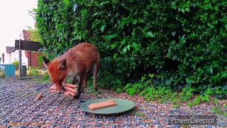 OUR RESIDENT FOX #fox #animals #wildanimals