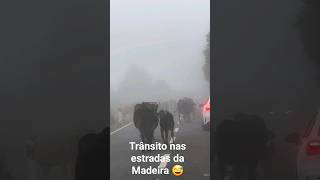 Trânsito nas estradas da Madeira 🤣 #transito #vaca #boi #animais #madeira #island #portugal #cow