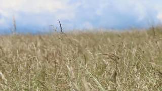 Wind in The Grass, Crickets, Birds / Relaxing Sound Of Wind